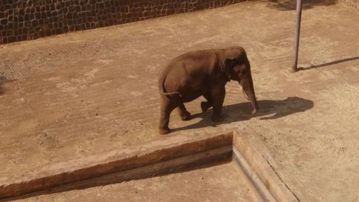 Gaziantep Doğal Yaşam Parkı'nın tüp bebek fili Gabi'ye Asyalı eş aranıyor