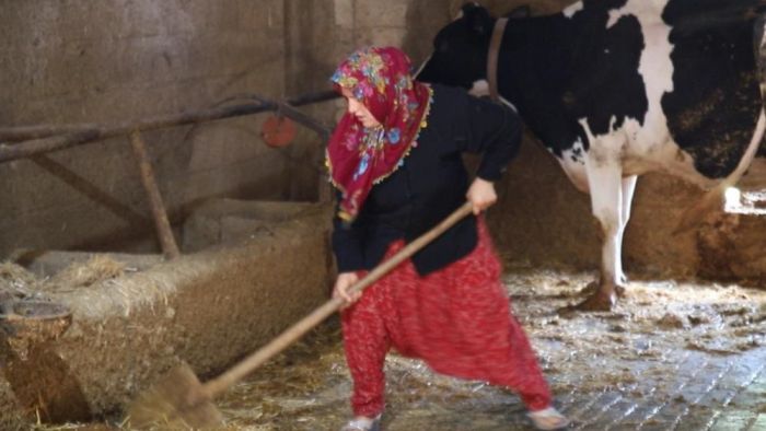 2 inekle başladı sıfır kilometre araç sahibi oldu